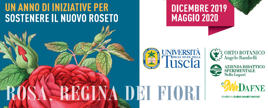 Rosa, Regina dei fiori