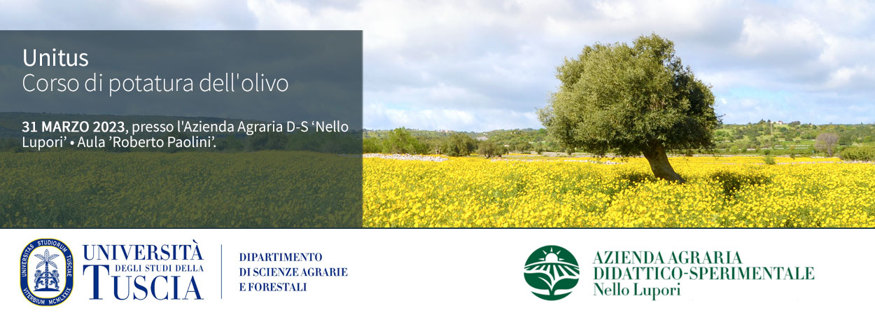 Università della Tuscia | Corso di potatura dell'olivo