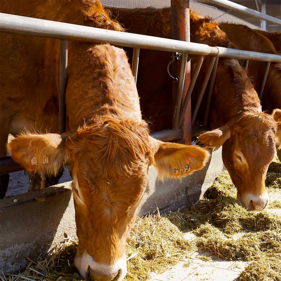 SALUBRITÀ E QUALITÀ DELLE PRODUZIONI AGRICOLE